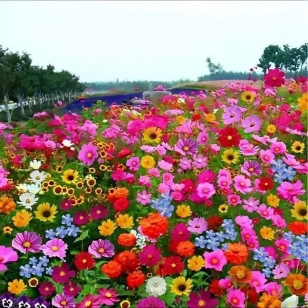 Seeds Garden Colorful